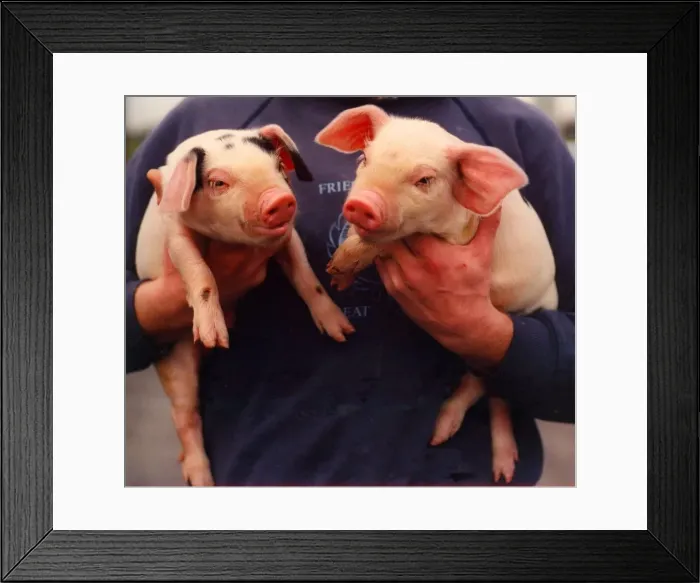 Framed Print : Two young piglets