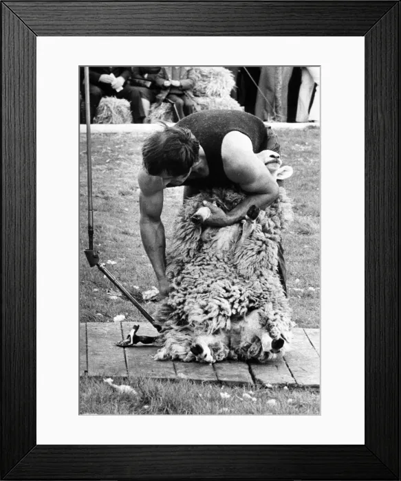 Framed Print : A sheepshearer demonstrating his skills Framed Print : A sheepshearer demonstrating his skills