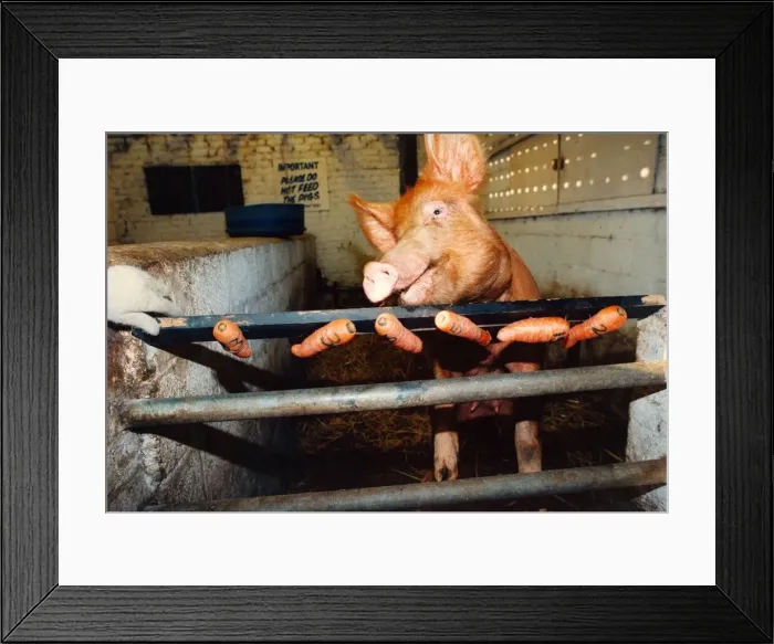 Framed Print : A Tamworth pig on Byker Farm picking the Lottery numbers