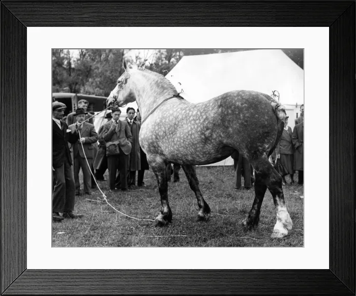 Framed Print : Spectators watch as a horse is put through its paces at the Corbridge Agricultural Show Framed Print : Spectators watch as a horse is put through its paces at the Corbridge Agricultural Show