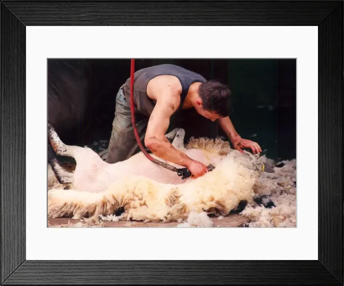 Framed Print : A Sheepshearer hard at work removing all the wool neatly from the sheep