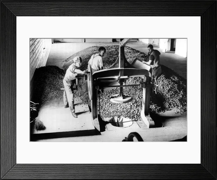 Framed Print : Pressing and packaging hops in the hop houses of Belting September 1934