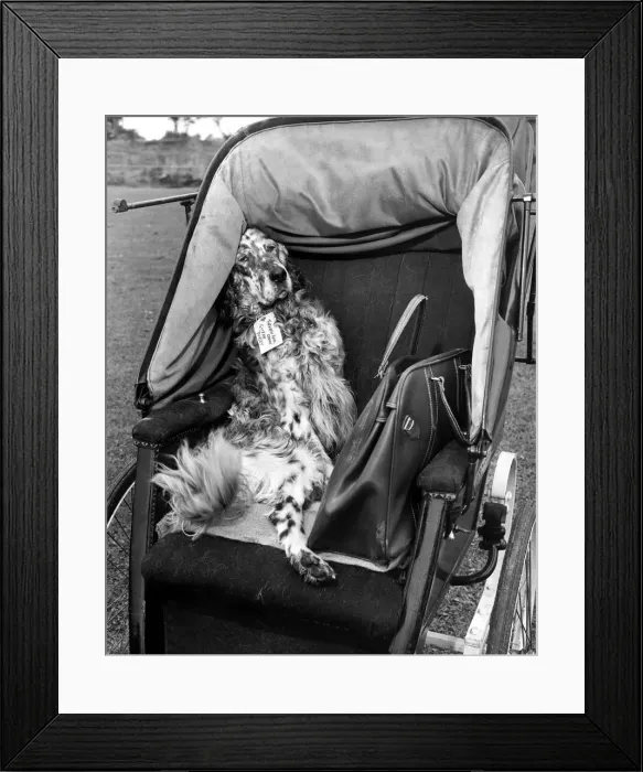 Framed Print : Bran the English Setter travels in style in this 1900 invalid chair Framed Print : Bran the English Setter travels in style in this 1900 invalid chair