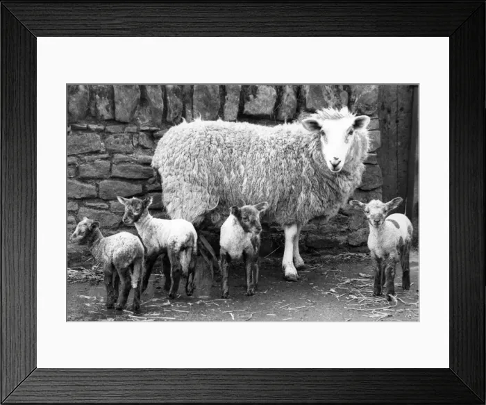 Framed Print : Sheep - An ewe with her quads which is a rare event