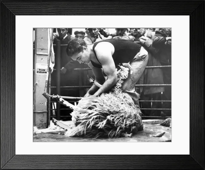 Framed Print : A world champion sheepshearer from New Zealand demonstrates his skills Framed Print : A world champion sheepshearer from New Zealand demonstrates his skills