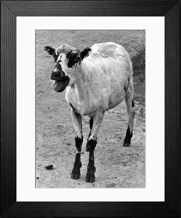 Framed Print : A sheep protesting that its coat has been taken away Framed Print : A sheep protesting that its coat has been taken away
