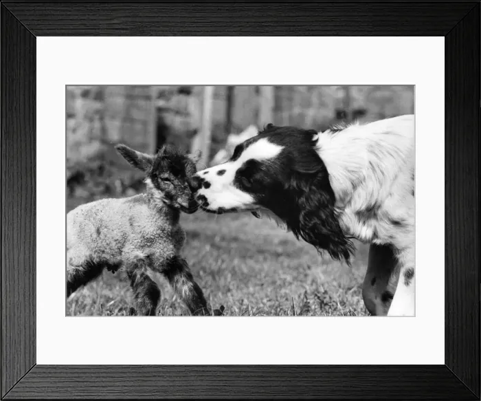 Framed Print : Ria the Springer Spaniel who is a midwife to stray lambs Framed Print : Ria the Springer Spaniel who is a midwife to stray lambs