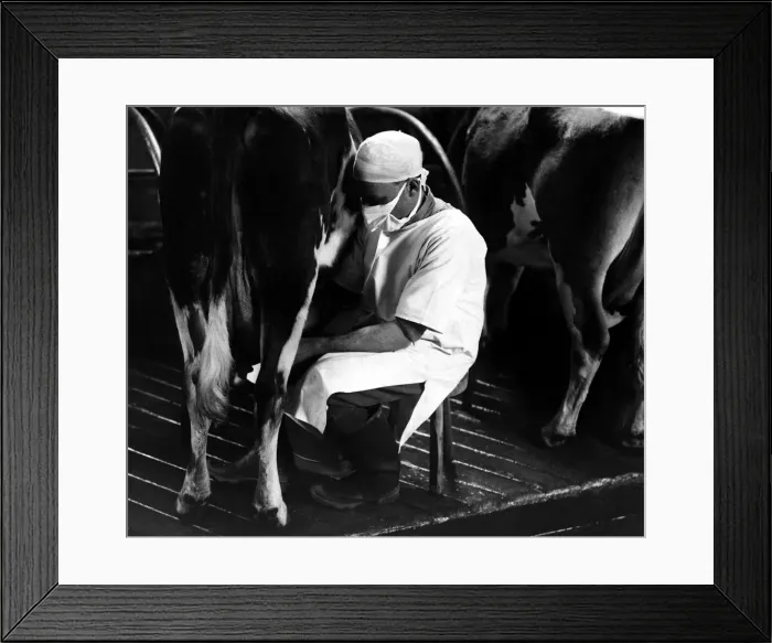 Framed Print : The cowman wearing his protective clothing seen here working in a Sussex farm milking