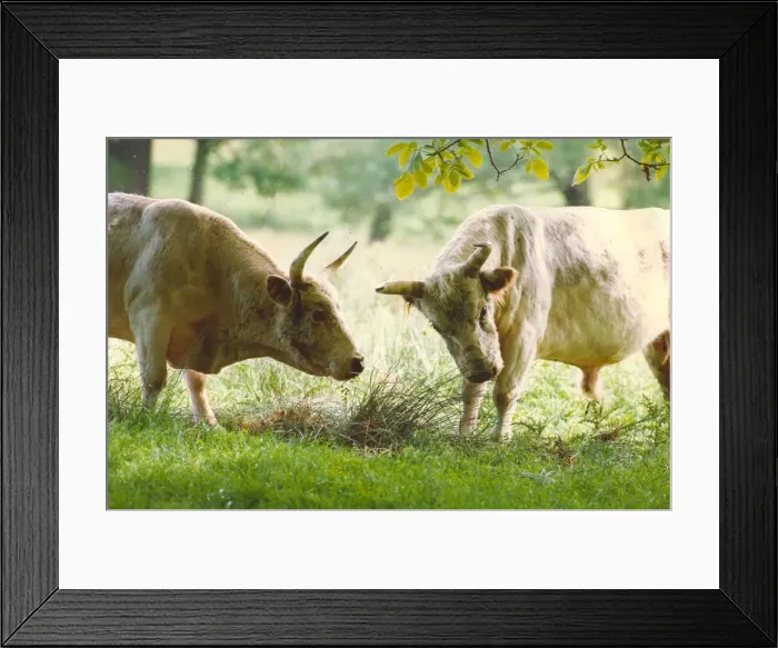 Framed Print : Chillingham wild cattle