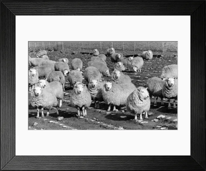 Framed Print : This flock of sheep finish off the last of the winter turnips Framed Print : This flock of sheep finish off the last of the winter turnips