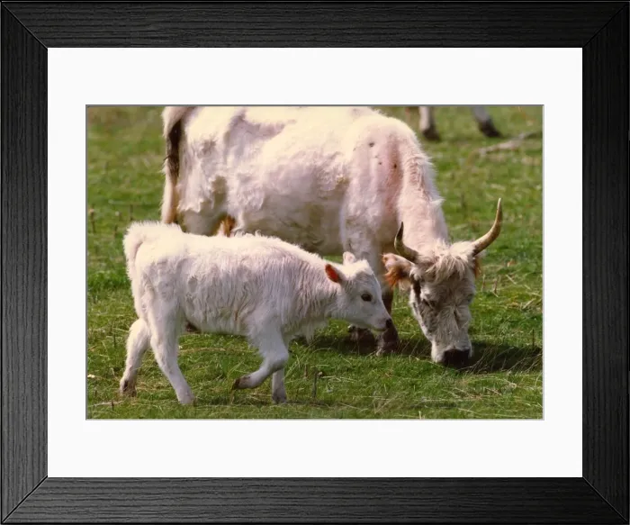 Framed Print : Chillingham wild cattle with a new calf Framed Print : Chillingham wild cattle with a new calf