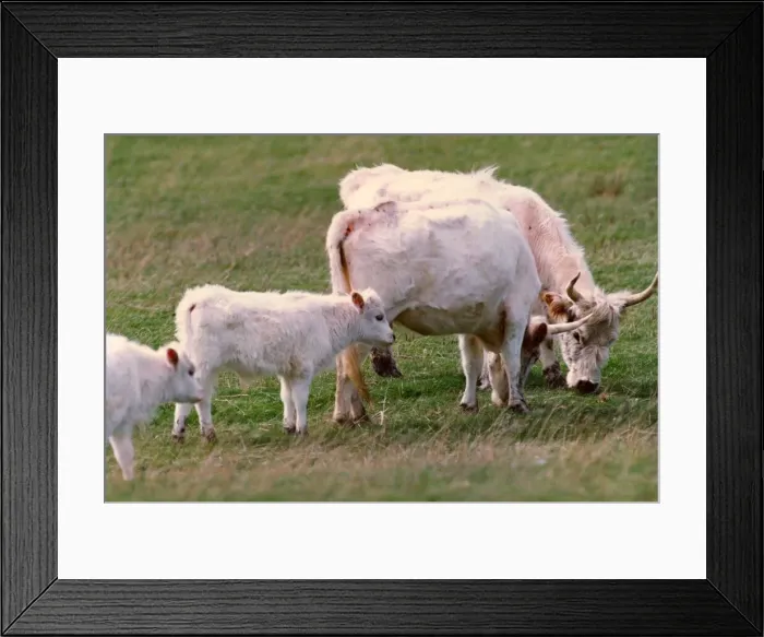Framed Print : Chillingham wild cattle with new calves Framed Print : Chillingham wild cattle with new calves