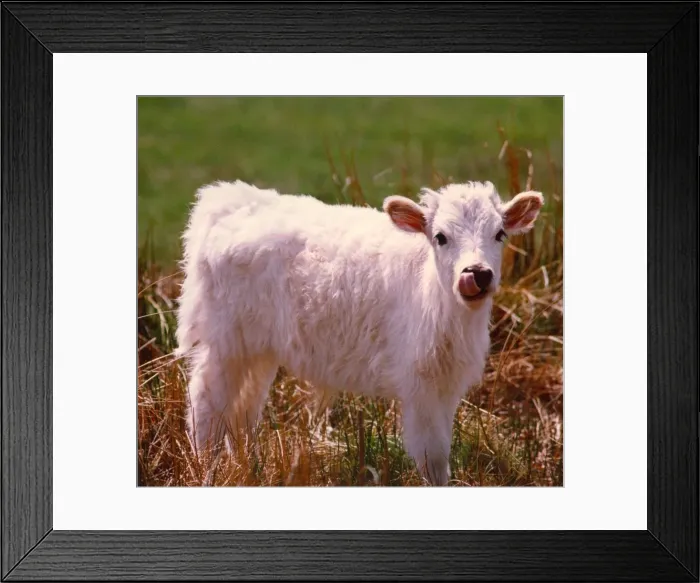 Framed Print : A stock picture of a new calf