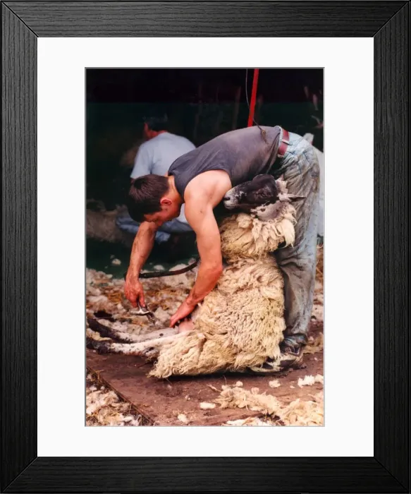 Framed Print : A Sheepshearer hard at work removing all the wool neatly from the sheep Framed Print : A Sheepshearer hard at work removing all the wool neatly from the sheep