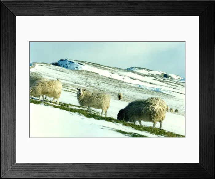 Framed Print : Sheep on a hillside covered in snow Framed Print : Sheep on a hillside covered in snow