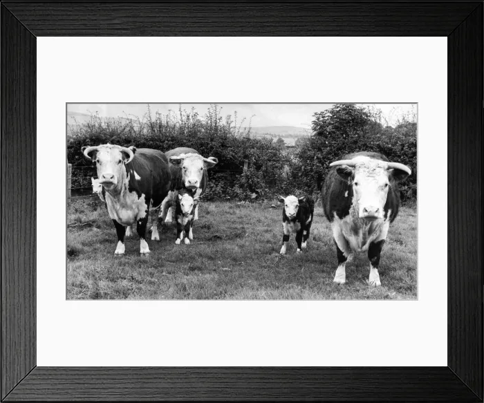 Framed Print : A herd of Hereford cattle Framed Print : A herd of Hereford cattle