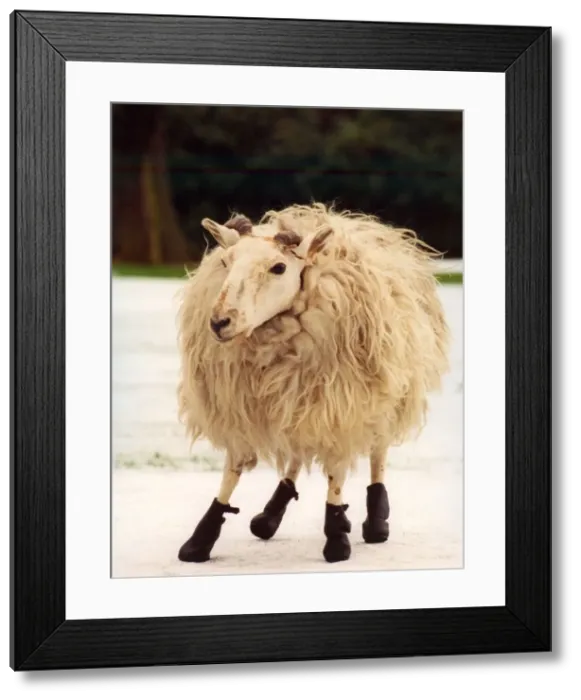 Framed Print : A sheep wearing its winter boots Framed Print : A sheep wearing its winter boots