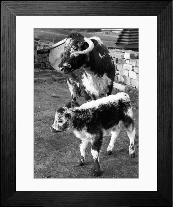 Framed Print : A Longhorn cow with her calf Framed Print : A Longhorn cow with her calf