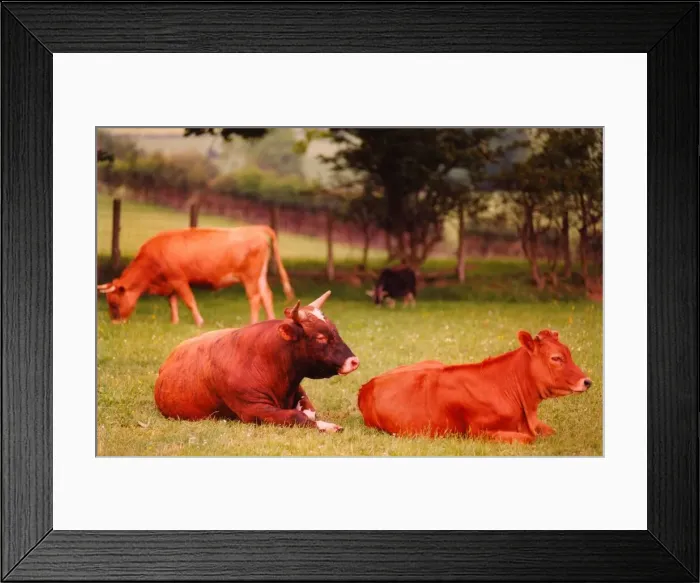 Framed Print : A stock picture of some cattle Framed Print : A stock picture of some cattle