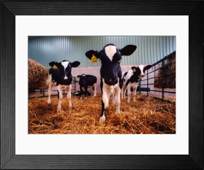 Framed Print : Eight week old calves Framed Print : Eight week old calves
