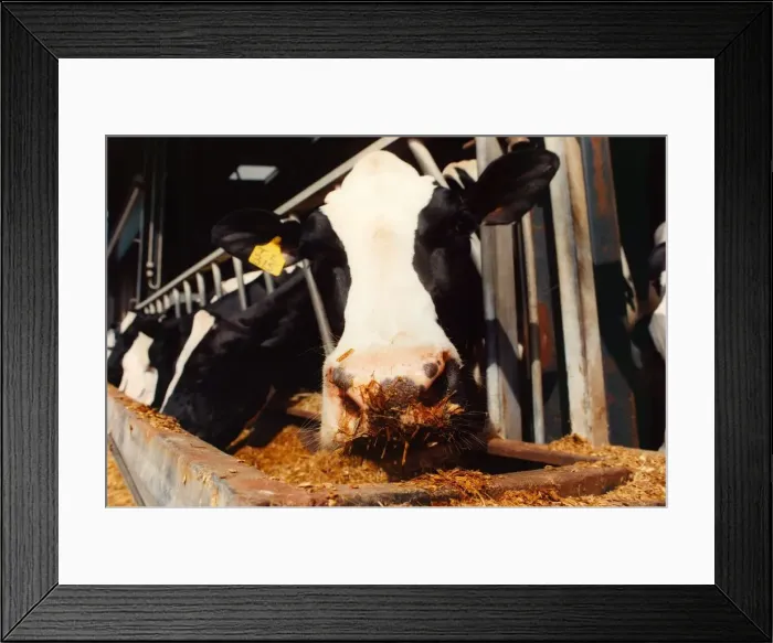 Framed Print : A cow feeding while it is being milked Framed Print : A cow feeding while it is being milked