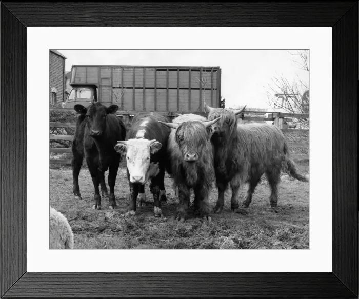 Framed Print : A herd of Highland cattle bought to frighten holidaymakers off a farmers land Framed Print : A herd of Highland cattle bought to frighten holidaymakers off a farmers land