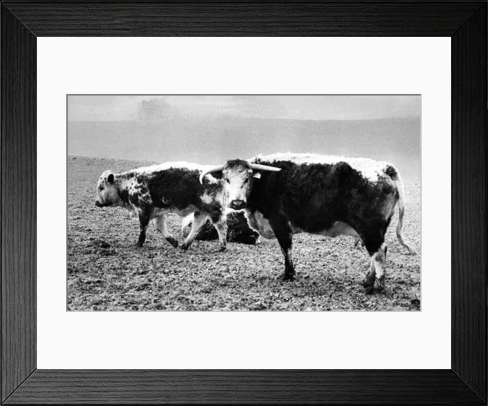 Framed Print : A Longhorn cow and her calves, at Roby Home Farm