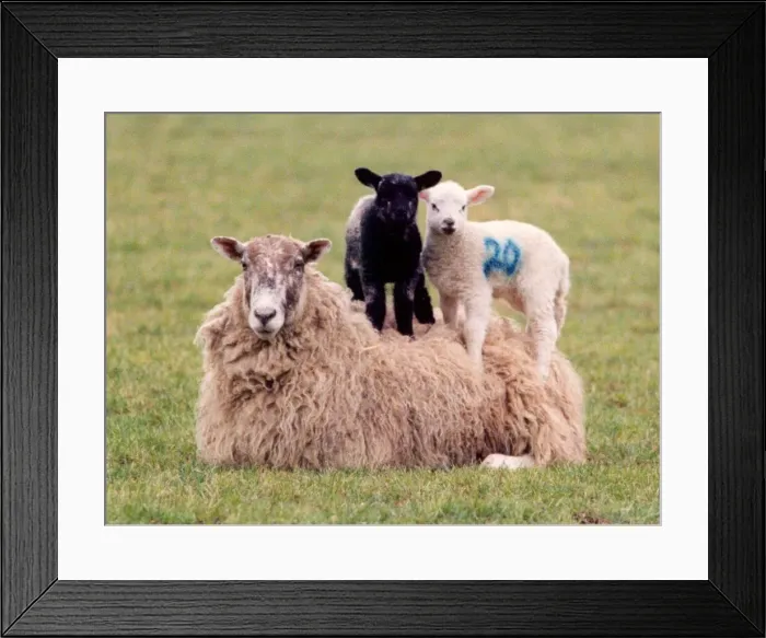 Framed Print : A sheep with two lambs who want a better view Framed Print : A sheep with two lambs who want a better view