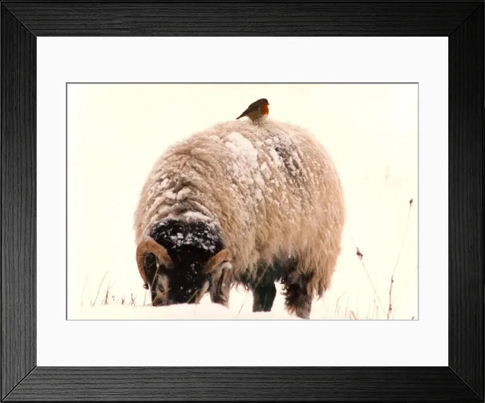 Framed Print : A Robin Redbreast getting a ride on a sheep Framed Print : A Robin Redbreast getting a ride on a sheep