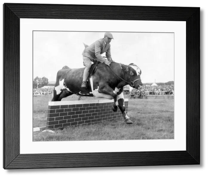 Framed Print : Not a likely Grand National runner, this Ayrshire bull called William delighted Framed Print : Not a likely Grand National runner, this Ayrshire bull called William delighted
