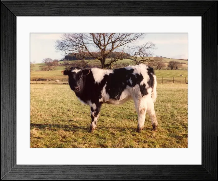 Framed Print : A Belgium Blue calf Framed Print : A Belgium Blue calf