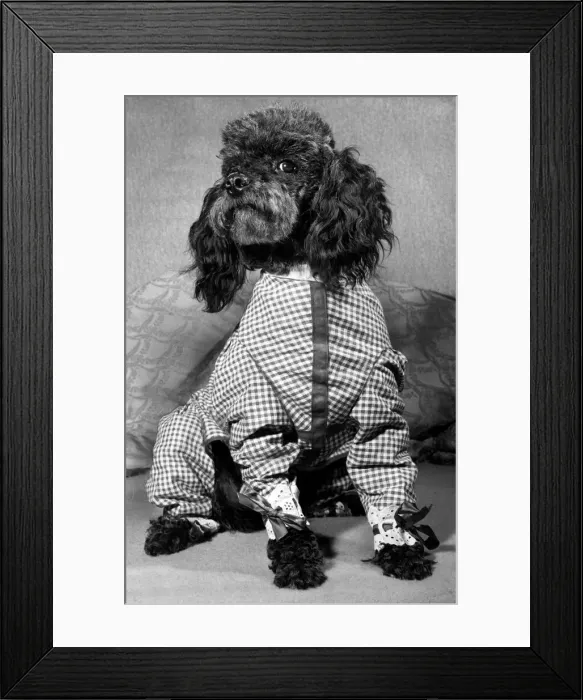 Framed Print : Peeny the Pyjama Poodle November 1964