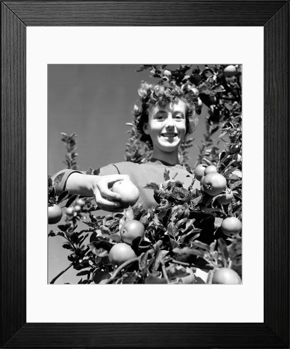 Framed Print : Ann Beagles a Pomologist (student of apples) is inspecting as she works amongst the apple Framed Print : Ann Beagles a Pomologist (student of apples) is inspecting as she works amongst the apple