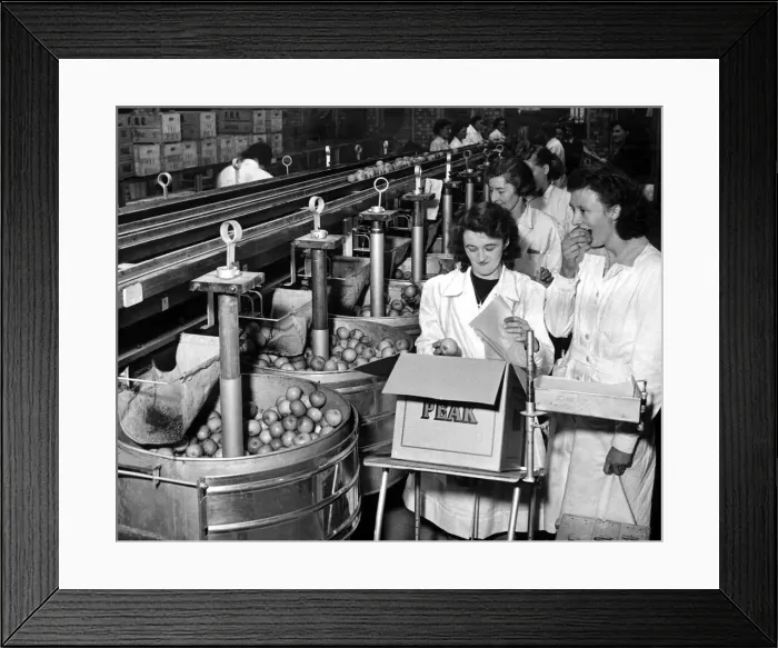 Framed Print : Fifteen East Kent Farmers have opened the largest and most modern fruit packing station Framed Print : Fifteen East Kent Farmers have opened the largest and most modern fruit packing station