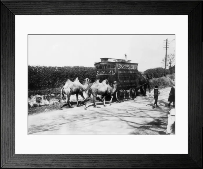 Framed Print : An elephant pulling a van along a road in Newcastle followed by two camels on their way Framed Print : An elephant pulling a van along a road in Newcastle followed by two camels on their way