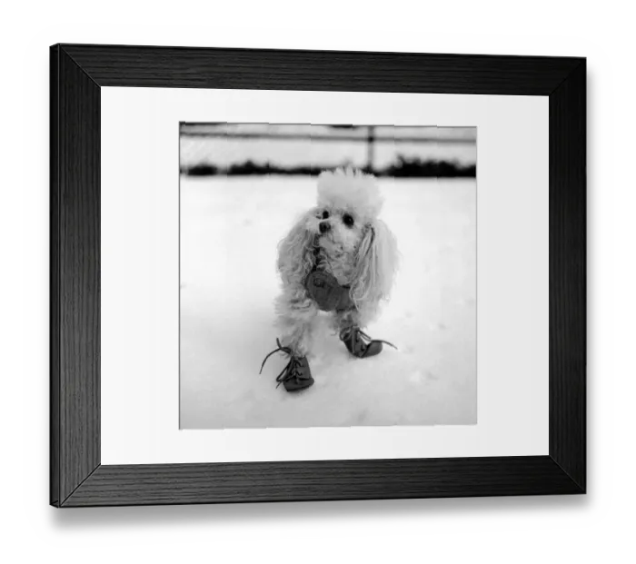 Framed Print : Nancy the Poodle goes walking in London Zoo wearing her natty boots to keep her feet