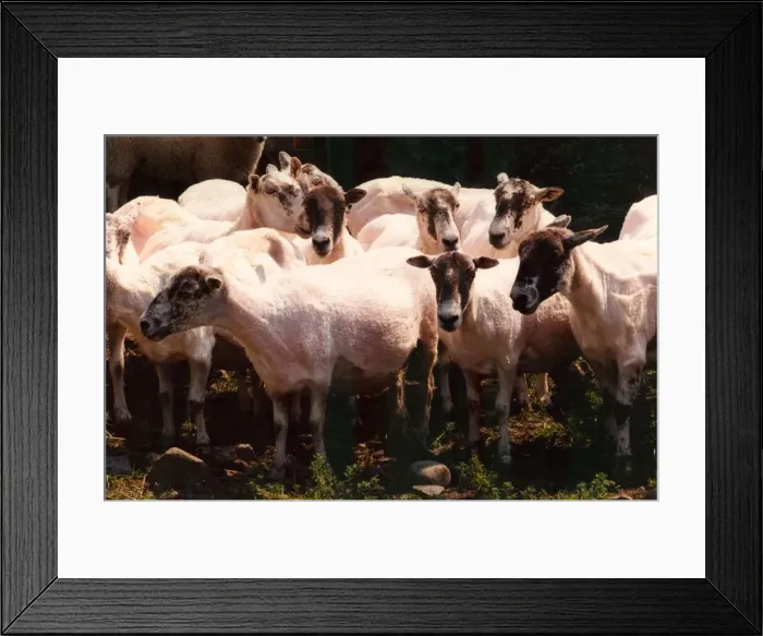 Framed Print : A flock of sheep that have just been shorn Framed Print : A flock of sheep that have just been shorn