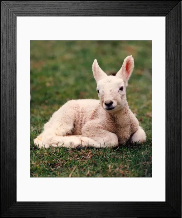 Framed Print : A spring lamb Framed Print : A spring lamb