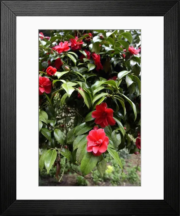 Framed Print : Belsay Hall Castle and gardens. Camellia Donkelari Framed Print : Belsay Hall Castle and gardens. Camellia Donkelari