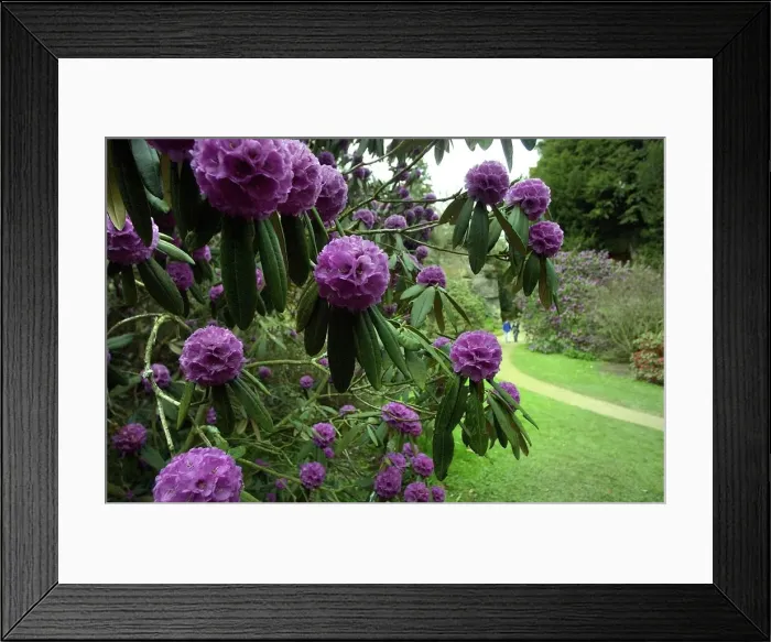 Framed Print : Belsay Hall Castle and gardens. Rhododendrons in the quarry garden Framed Print : Belsay Hall Castle and gardens. Rhododendrons in the quarry garden