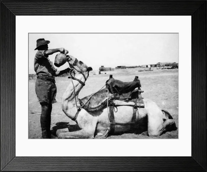 Framed Print : World War One Anzac Australian Camel Corps soldier giving his camel a drink of water Framed Print : World War One Anzac Australian Camel Corps soldier giving his camel a drink of water