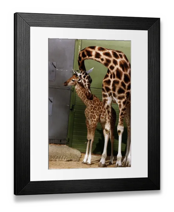 Framed Print : Animals Giraffes May 1995 Framed Print : Animals Giraffes May 1995