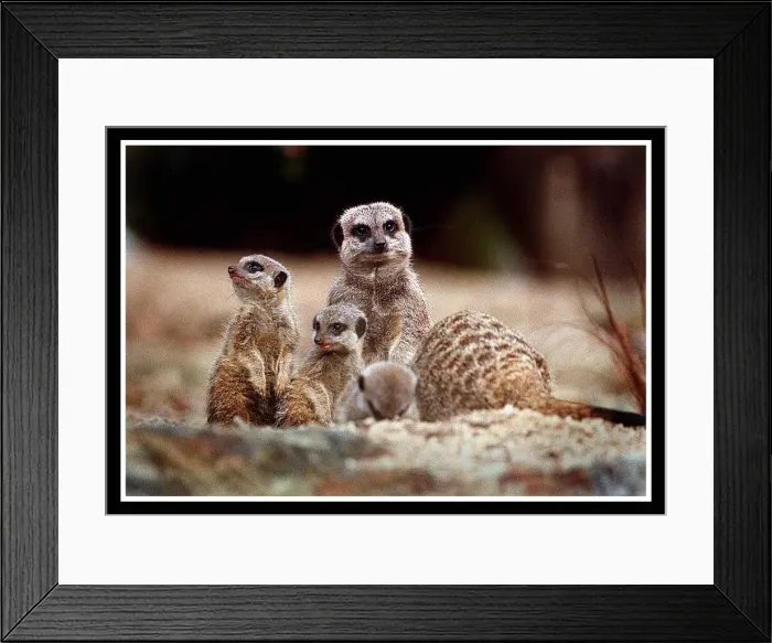 Framed Print : New baby Meerkats at Edinburgh Zoo September 1999 Framed Print : New baby Meerkats at Edinburgh Zoo September 1999