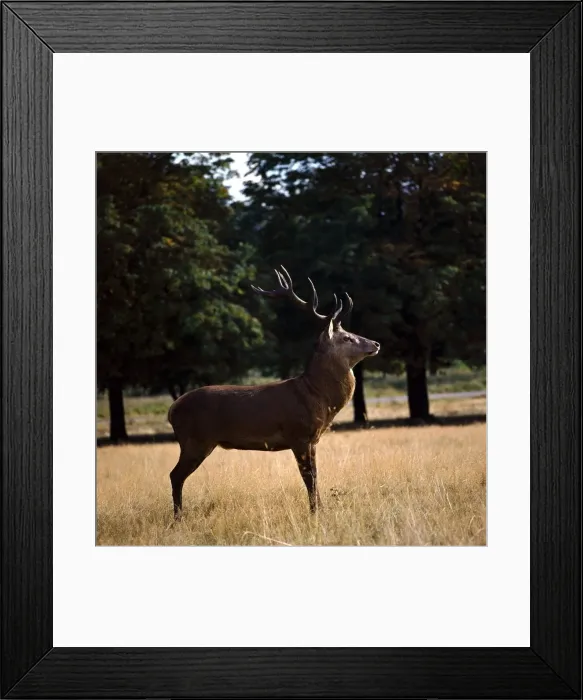 Framed Print : Deer in Richmond Park, London 1972 Framed Print : Deer in Richmond Park, London 1972