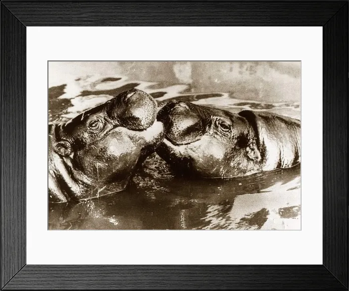 Framed Print : Hippos kissing circa 1965 Framed Print : Hippos kissing circa 1965
