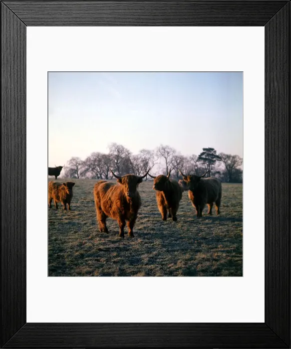 Framed Print : Highland Cattle grazing in Wilmslow, Cheshire 1974 Framed Print : Highland Cattle grazing in Wilmslow, Cheshire 1974