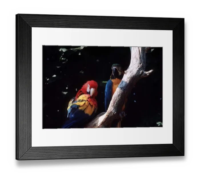 Framed Print : Parrots in Jersey - 1978
