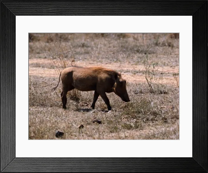 Framed Print : Warthog, Nairobi Game Park in Kenya February 1971 Framed Print : Warthog, Nairobi Game Park in Kenya February 1971