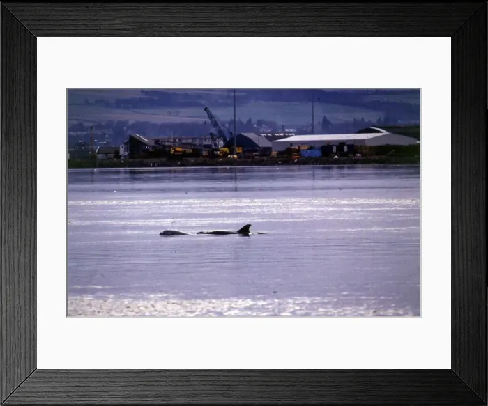 Framed Print : Whales at Inverness January 1989 Framed Print : Whales at Inverness January 1989