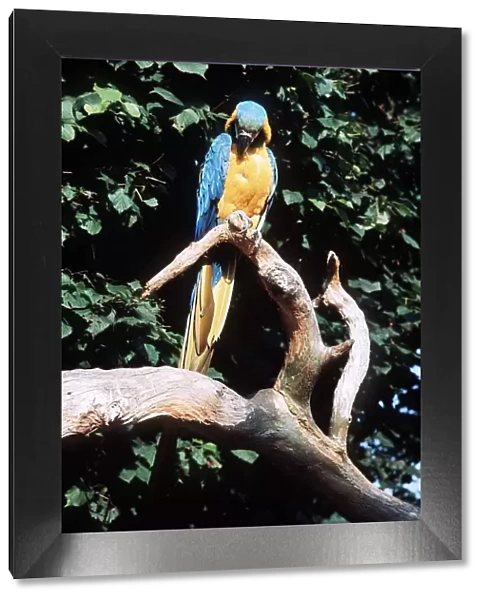 Parrots in Jersey - 1978